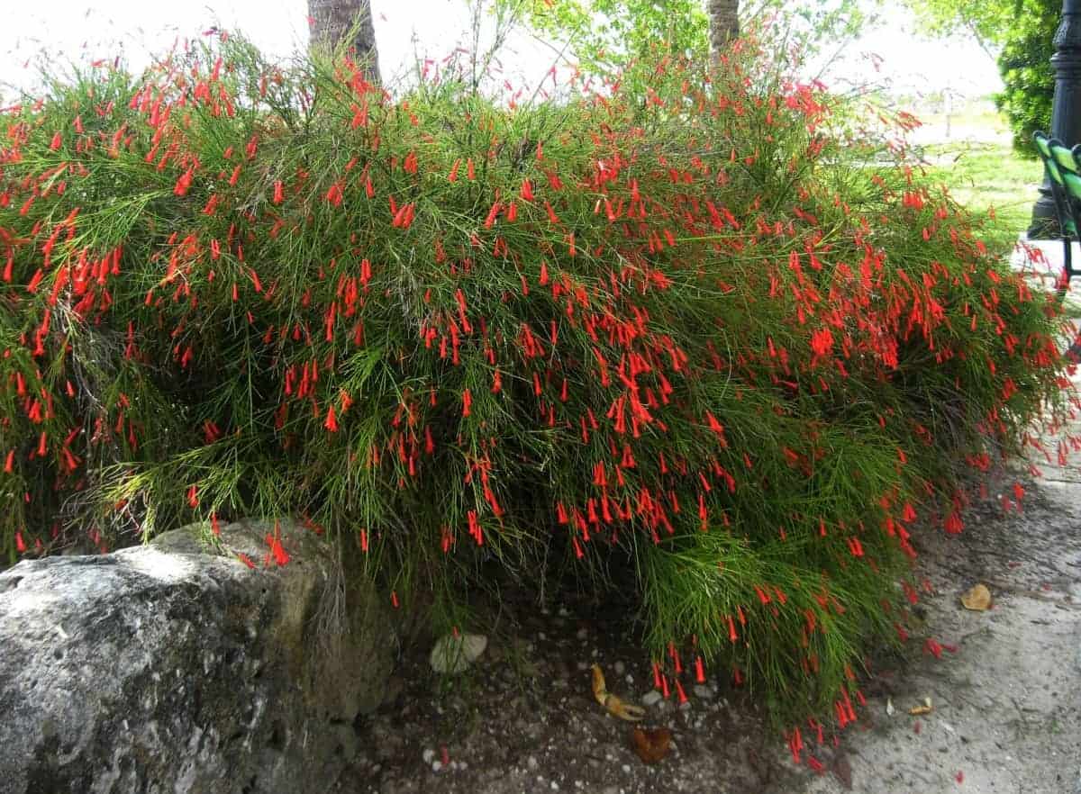 Firecracker Russelia equisetiformis Gallon pot Sandys Nursery Online