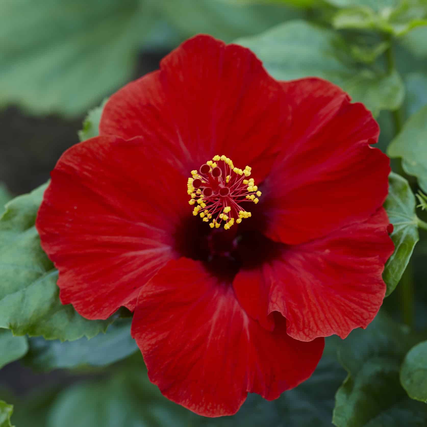 Hibiscus plants for sale from Sandys Sandys Nursery Online